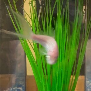 Meet your Posher, Denise